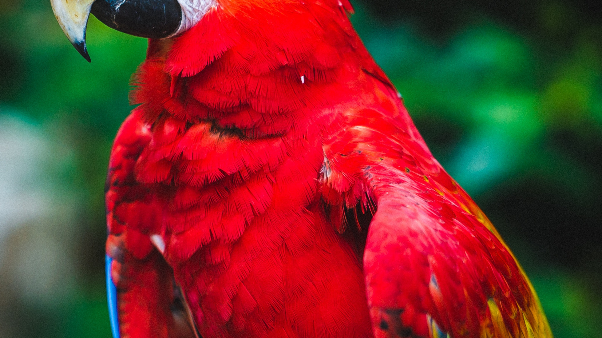 Обои крупный план, Ара, волнистый попугайчик, птица, адаптация в разрешении 1920x1080