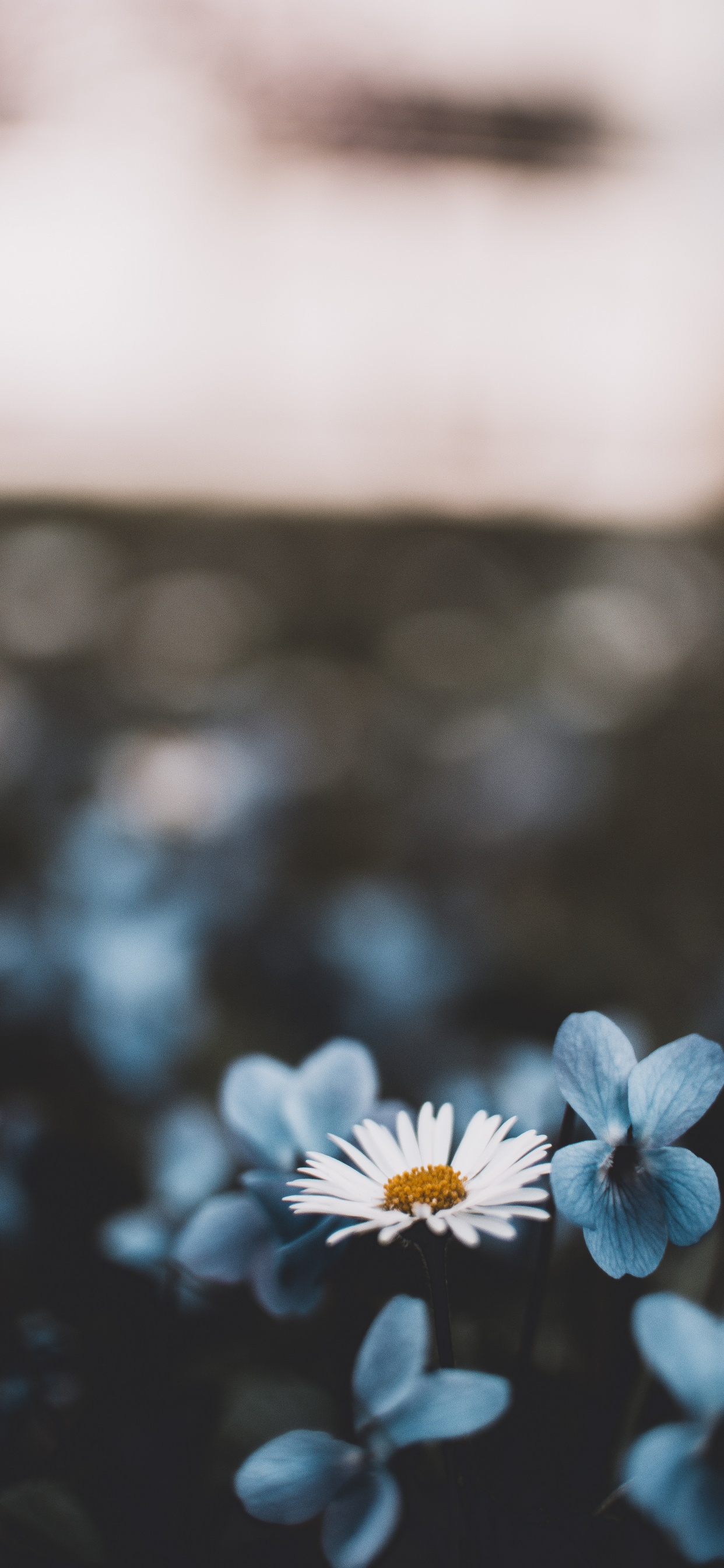 Обои растение, лист, древесина, ветвь, завод в разрешении 1242x2688