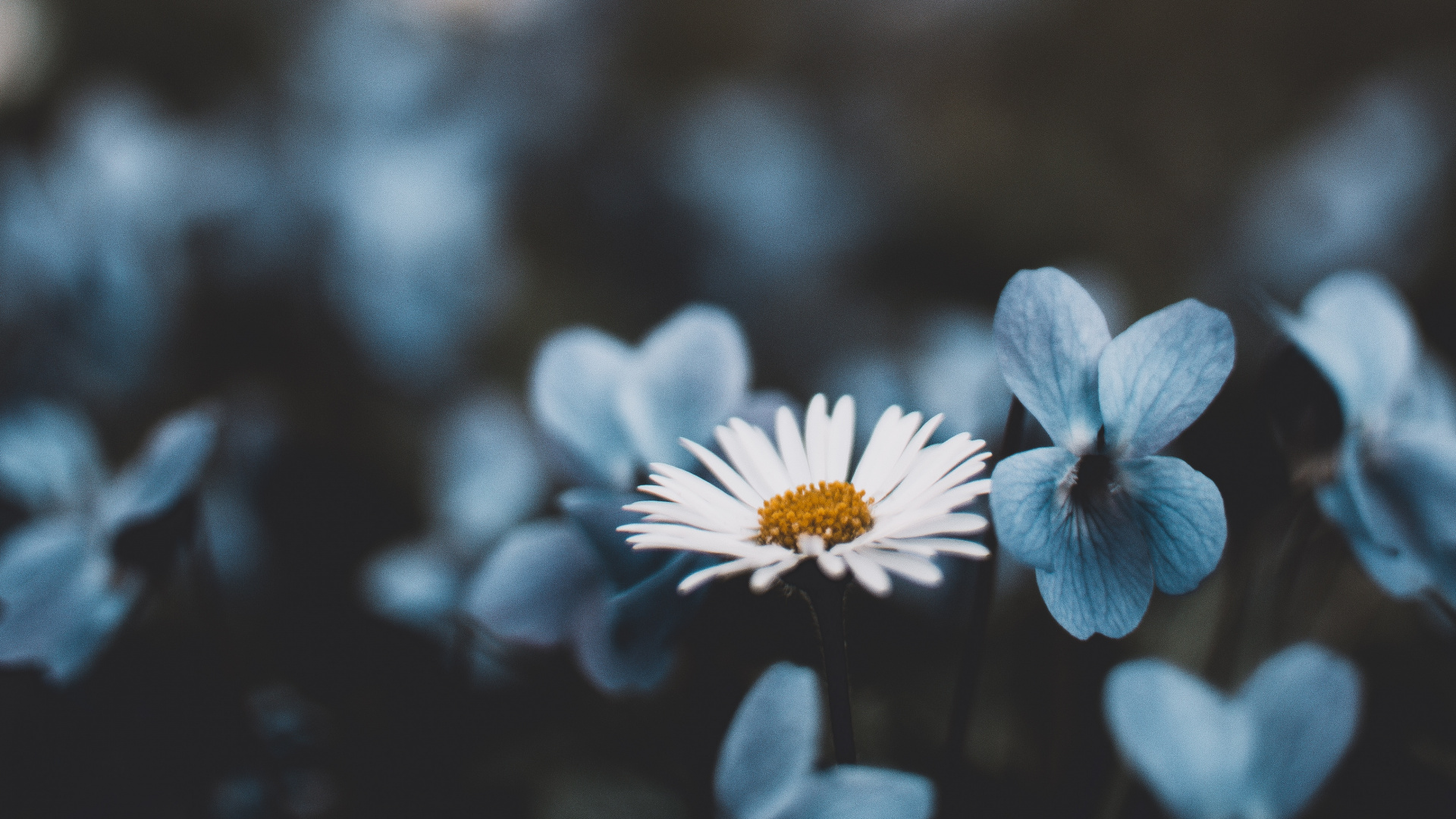 Обои растение, лист, древесина, ветвь, завод в разрешении 1920x1080