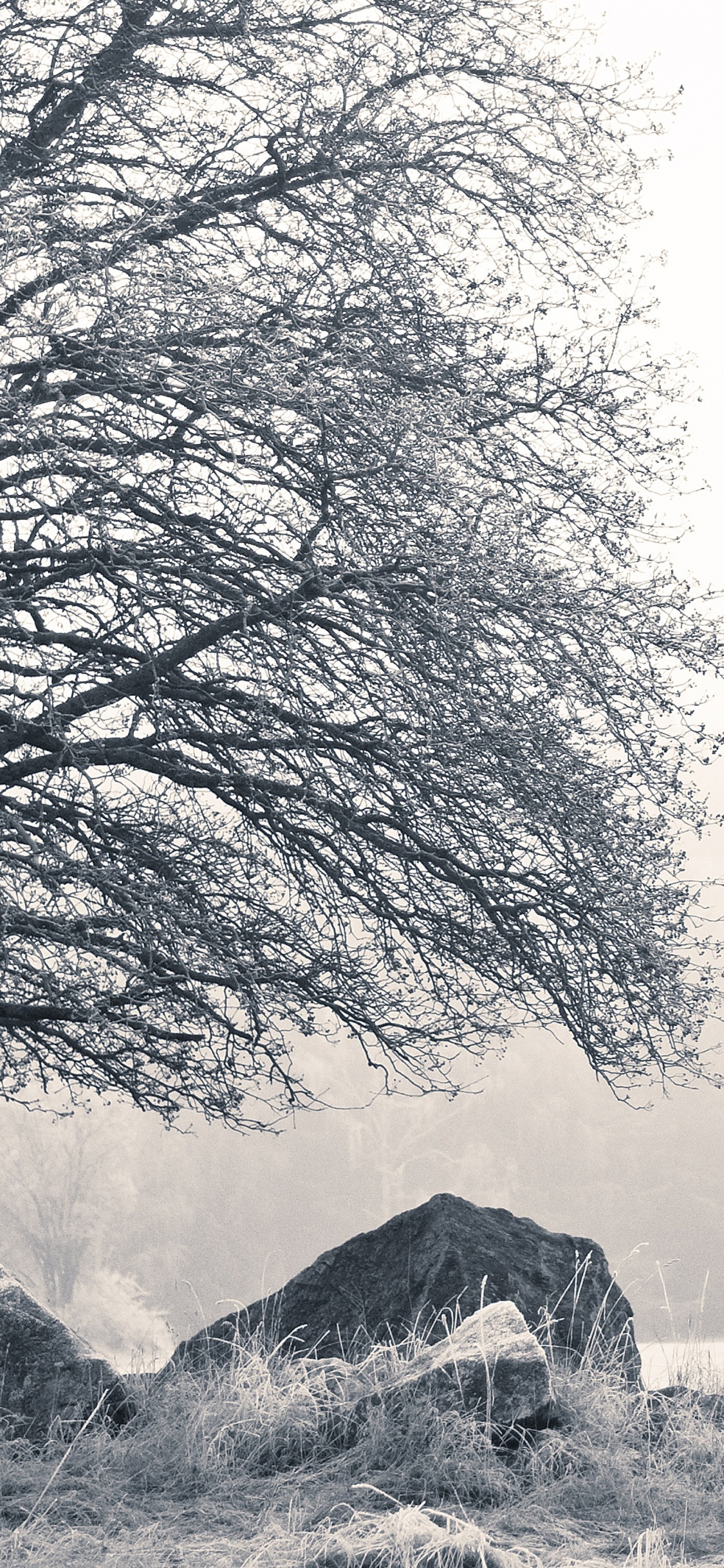 Обои природа, коттедж, черный и белый, Швеция, природный ландшафт в разрешении 1125x2436