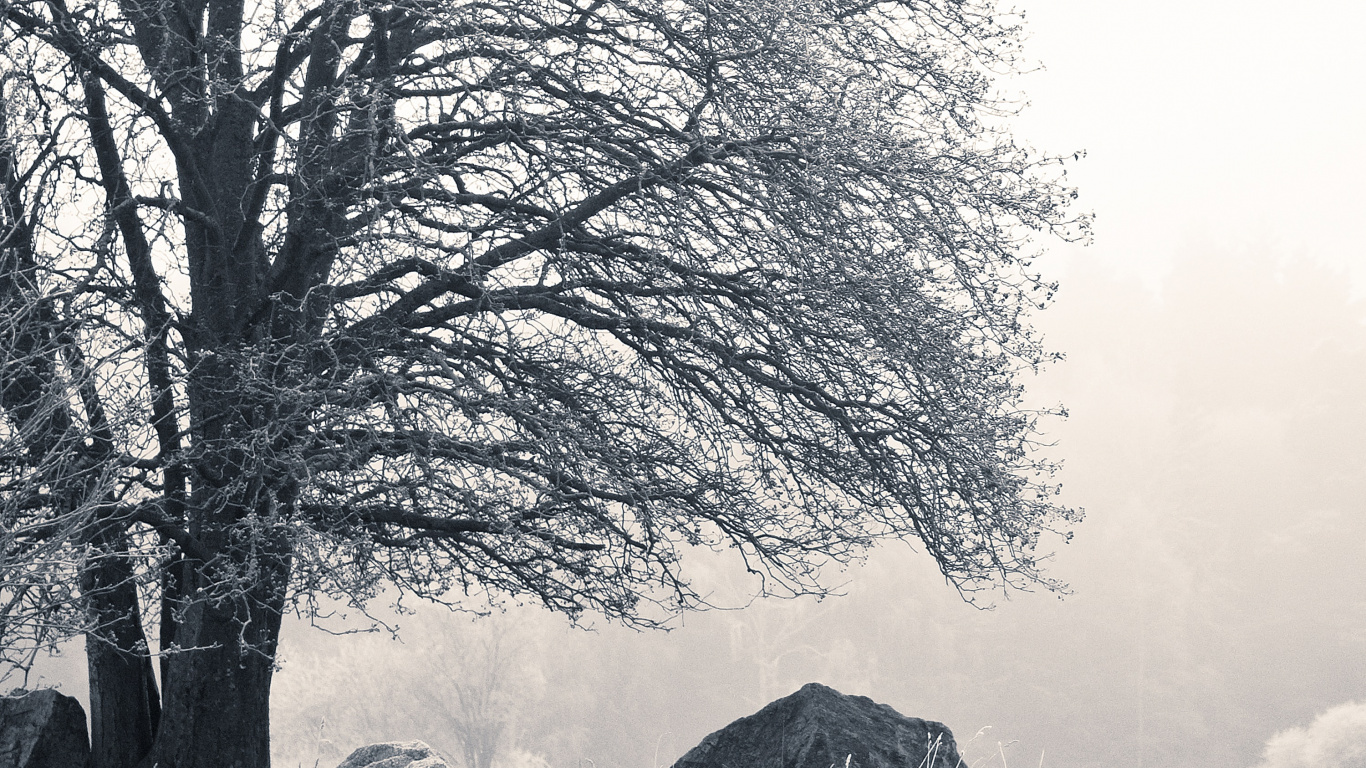 Обои природа, коттедж, черный и белый, Швеция, природный ландшафт в разрешении 1366x768