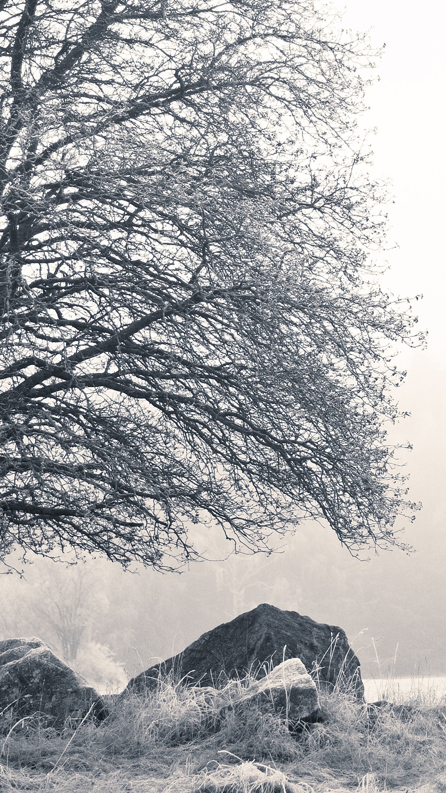 Обои природа, коттедж, черный и белый, Швеция, природный ландшафт в разрешении 1440x2560