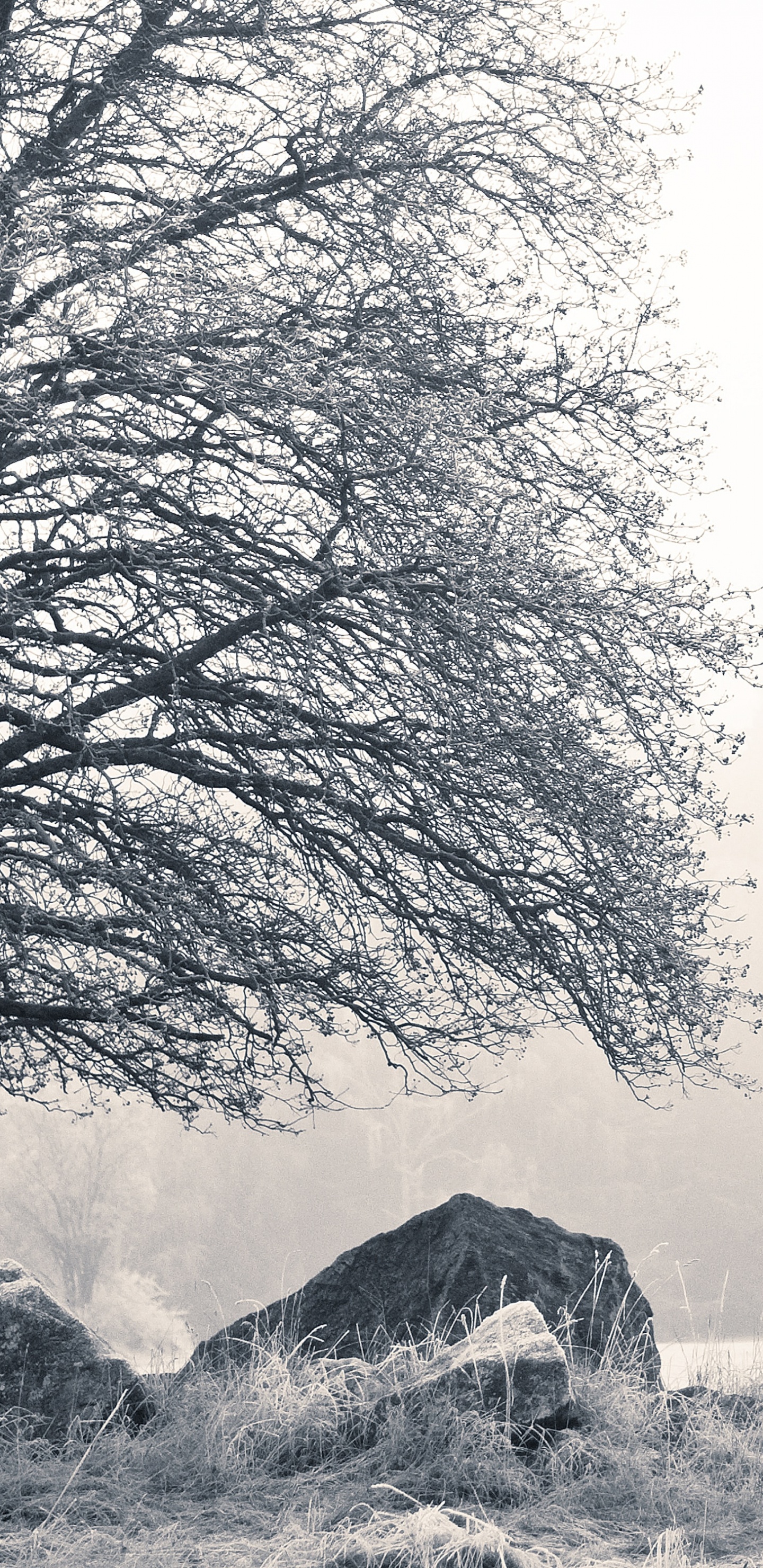 Обои природа, коттедж, черный и белый, Швеция, природный ландшафт в разрешении 1440x2960