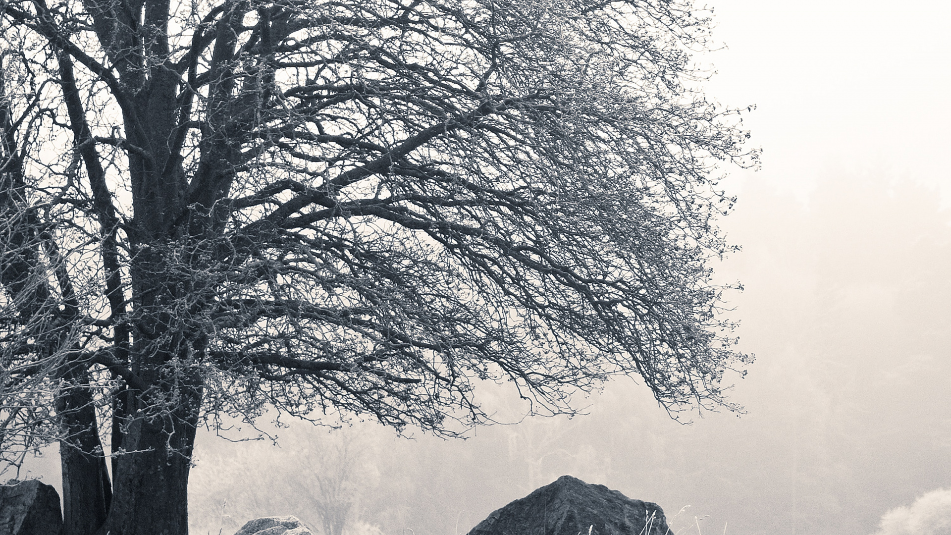 Обои природа, коттедж, черный и белый, Швеция, природный ландшафт в разрешении 1920x1080