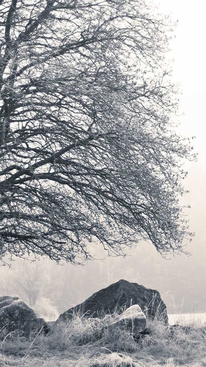 Обои природа, коттедж, черный и белый, Швеция, природный ландшафт в разрешении 720x1280