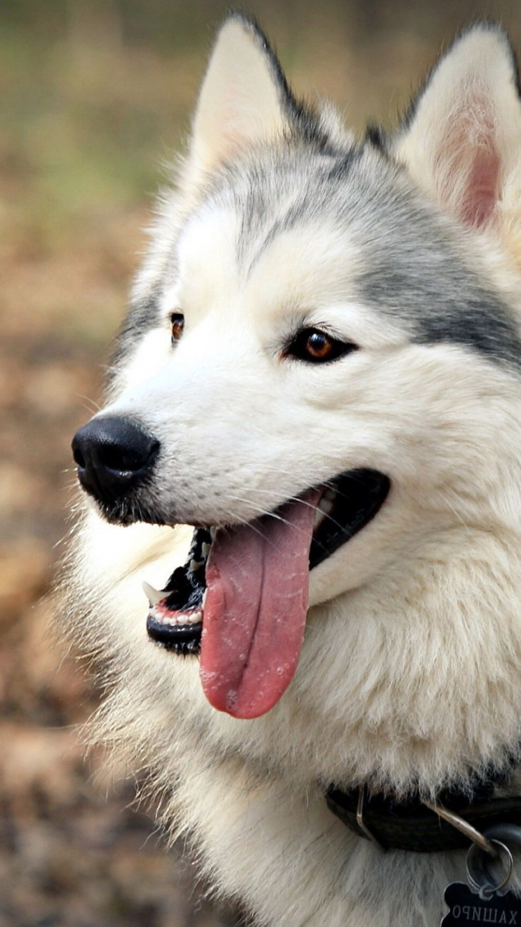 Обои Себирская Хаски, аляскинский маламут, щенок, хаски, пес в разрешении 750x1334