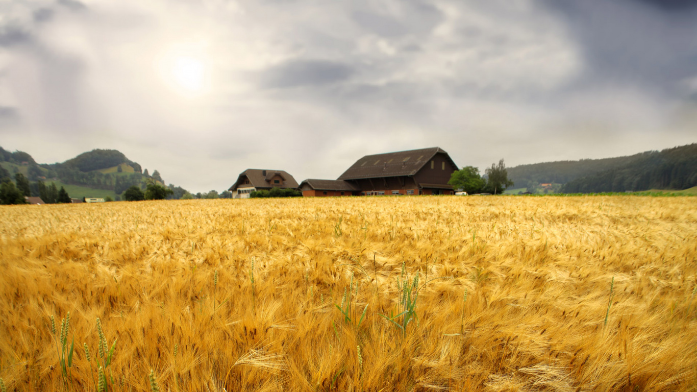 Обои Ферма, поле, ячмень, рожь, зерно в разрешении 1366x768