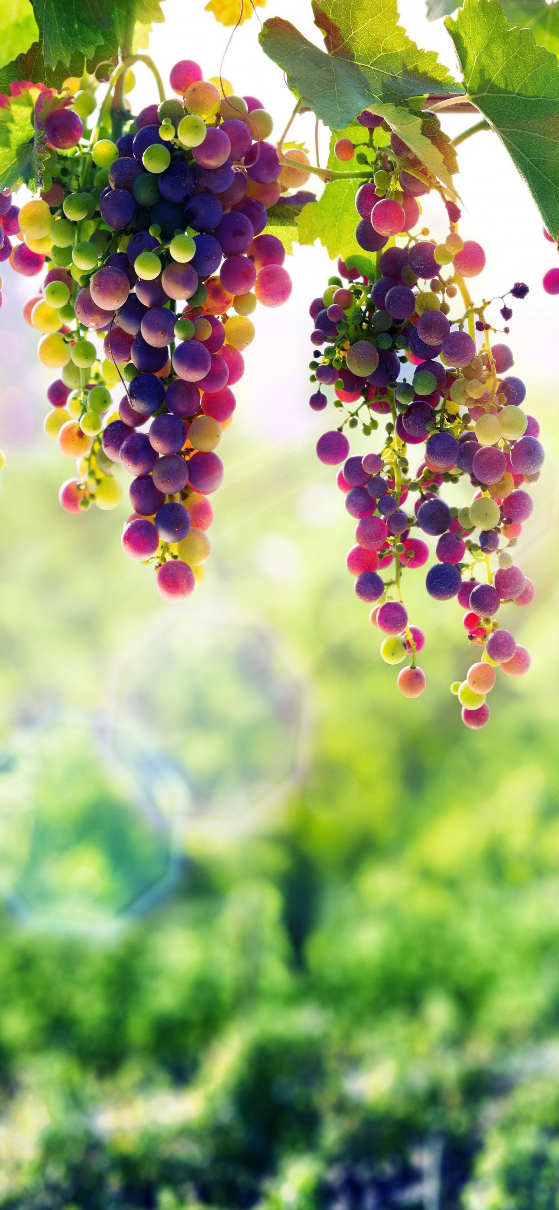 Обои лаванда, цветок, зеленый, растение, ботаники в разрешении 1125x2436