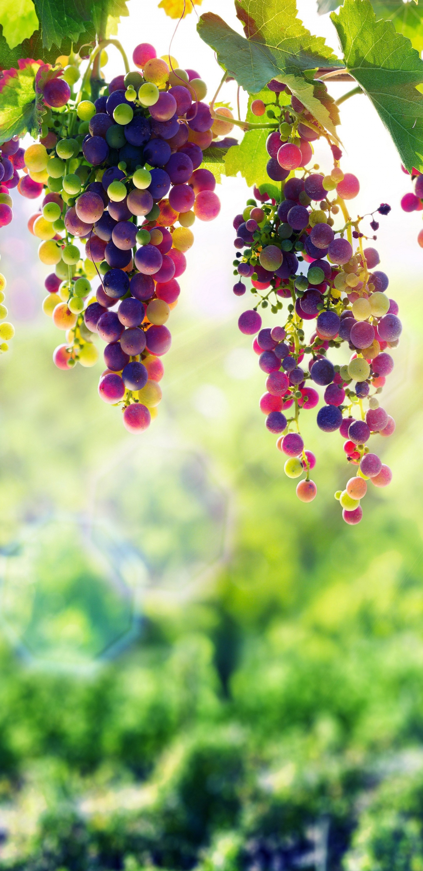 Обои лаванда, цветок, зеленый, растение, ботаники в разрешении 1440x2960