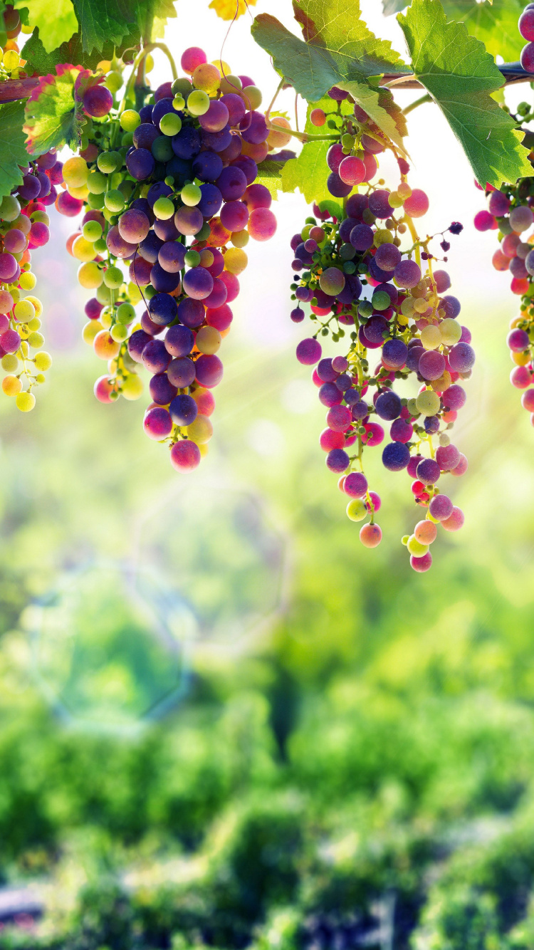 Обои лаванда, цветок, зеленый, растение, ботаники в разрешении 750x1334