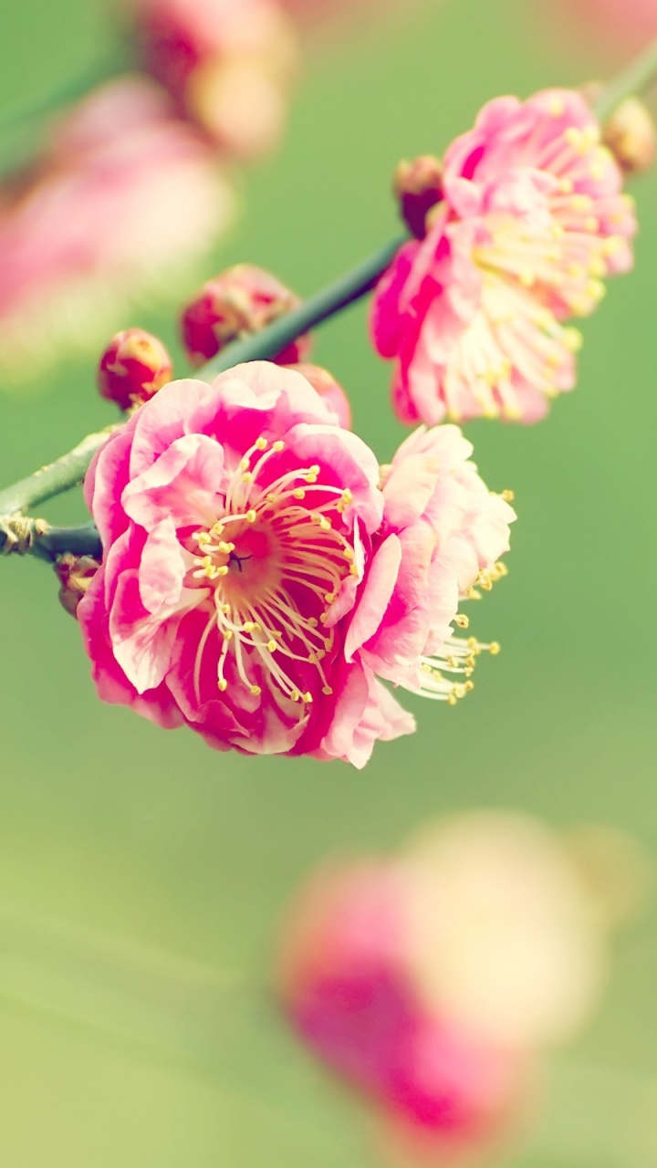 Обои цветок, розовый, весна, растение, ветвь в разрешении 720x1280