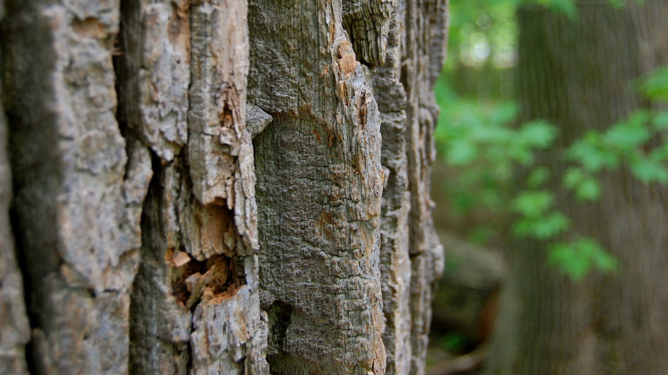 Обои древесина, дерево, лес, лесистая местность, растение в разрешении 1366x768