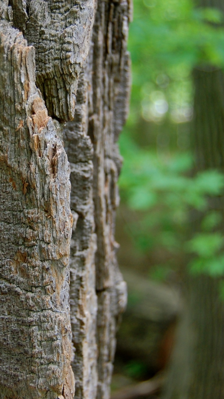 Обои древесина, дерево, лес, лесистая местность, растение в разрешении 720x1280