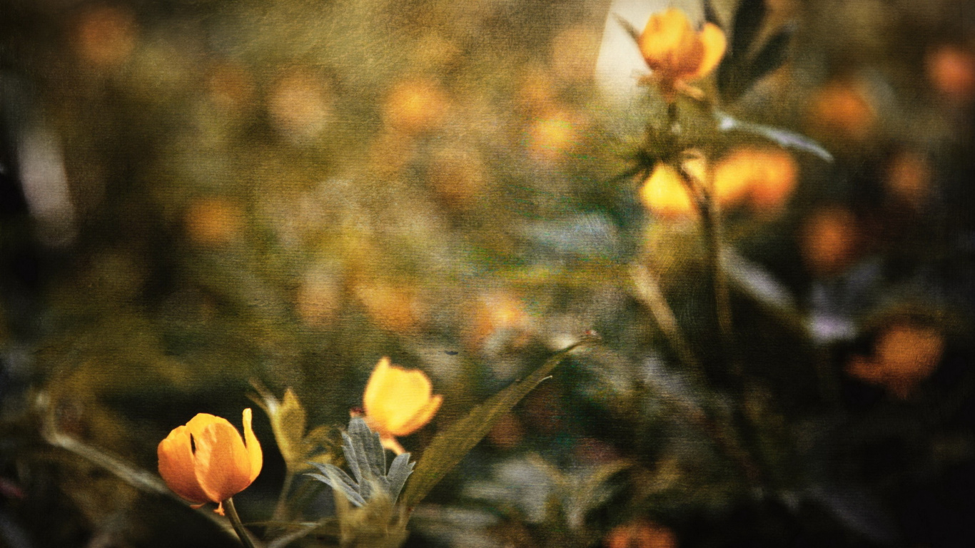 Обои полевой цветок, стебель растения, цветок, желтый, растение в разрешении 1366x768