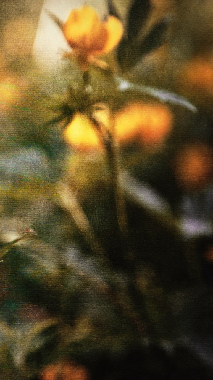 Обои полевой цветок, стебель растения, цветок, желтый, растение в разрешении 720x1280