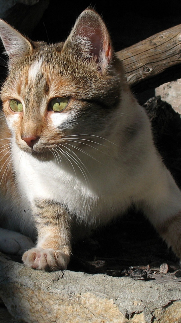 Обои эгейская кошка, европейская короткошерстная, Дикая кошка, полосатый кот, котенок в разрешении 720x1280