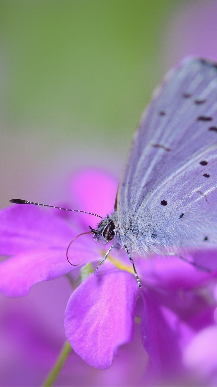 Обои насекомое, цветок, лепесток, бабочка, мотыльки и бабочки в разрешении 750x1334