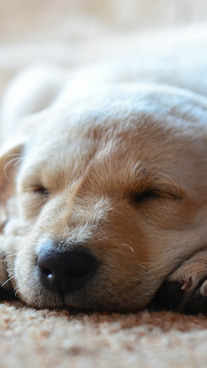 Обои щенок, кот, привлекательность, пес, собака породы в разрешении 720x1280