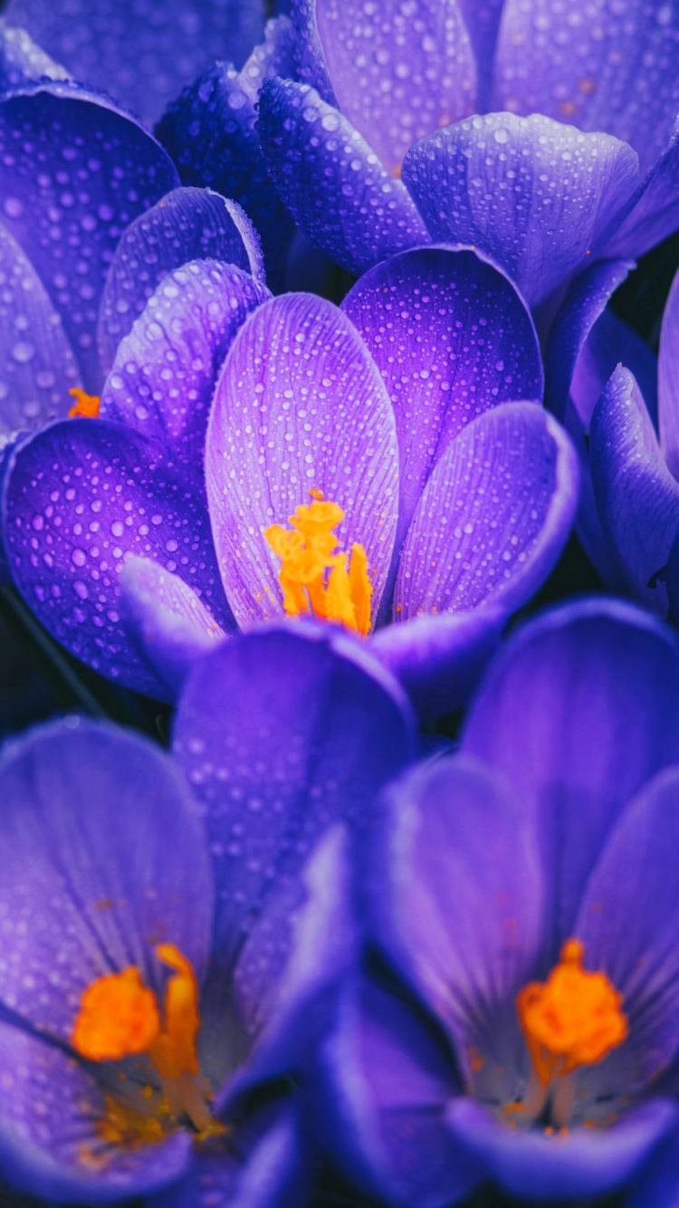 Обои цветок, Крокус, пурпур, остеоспермум в розовом цвете, цветочный букет в разрешении 750x1334