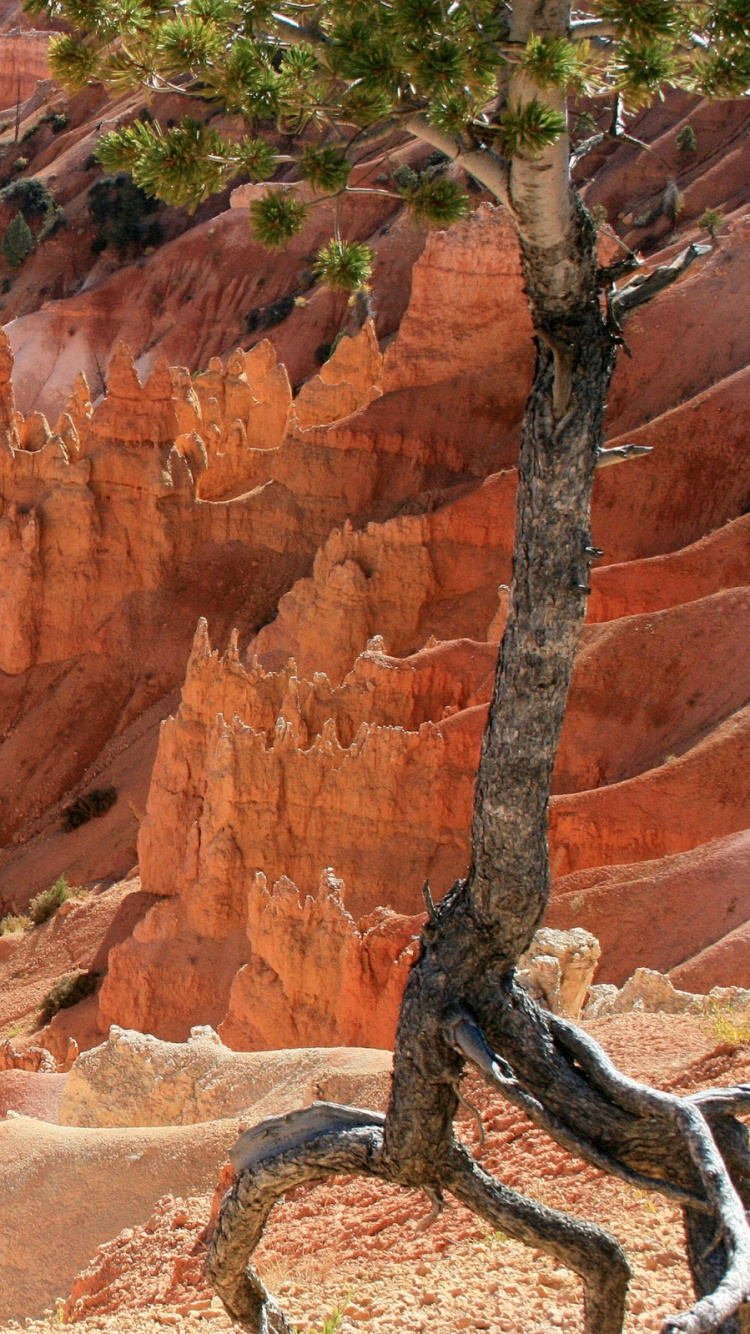 Обои бесплодные земли, Лас Вегас, Хамптон ИНН Люксы Лас-Вегас Саус, формирование, рок в разрешении 750x1334