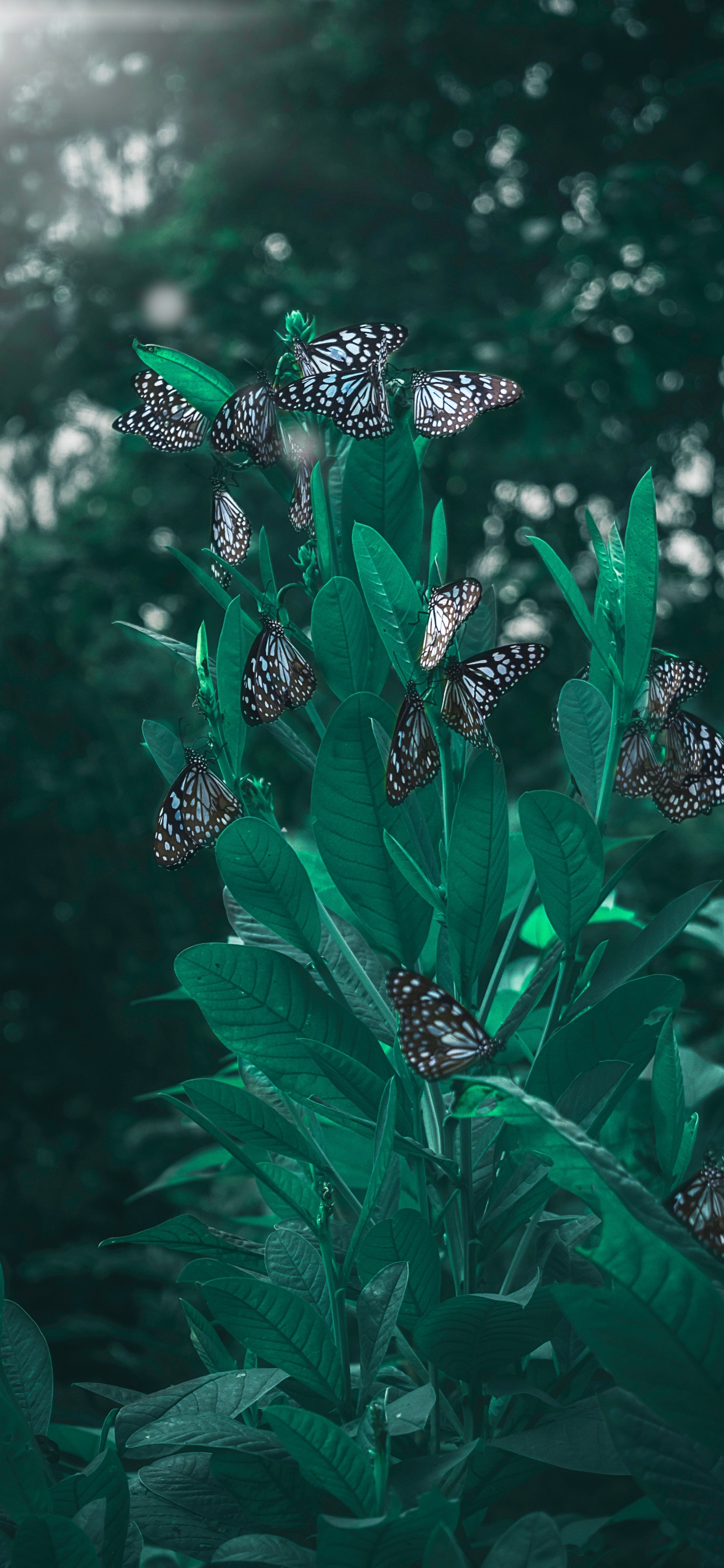 Обои Чешуекрылые, зеленый, лист, растение, цветок в разрешении 1242x2688