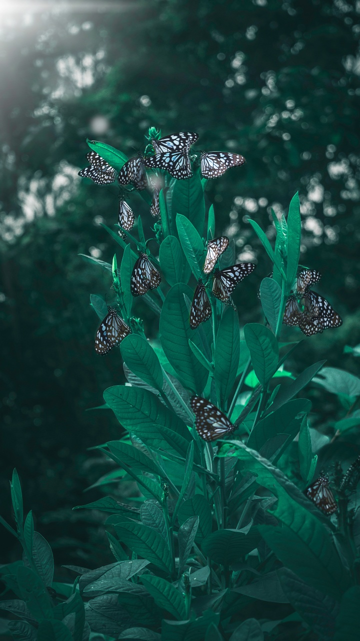 Обои Чешуекрылые, зеленый, лист, растение, цветок в разрешении 720x1280