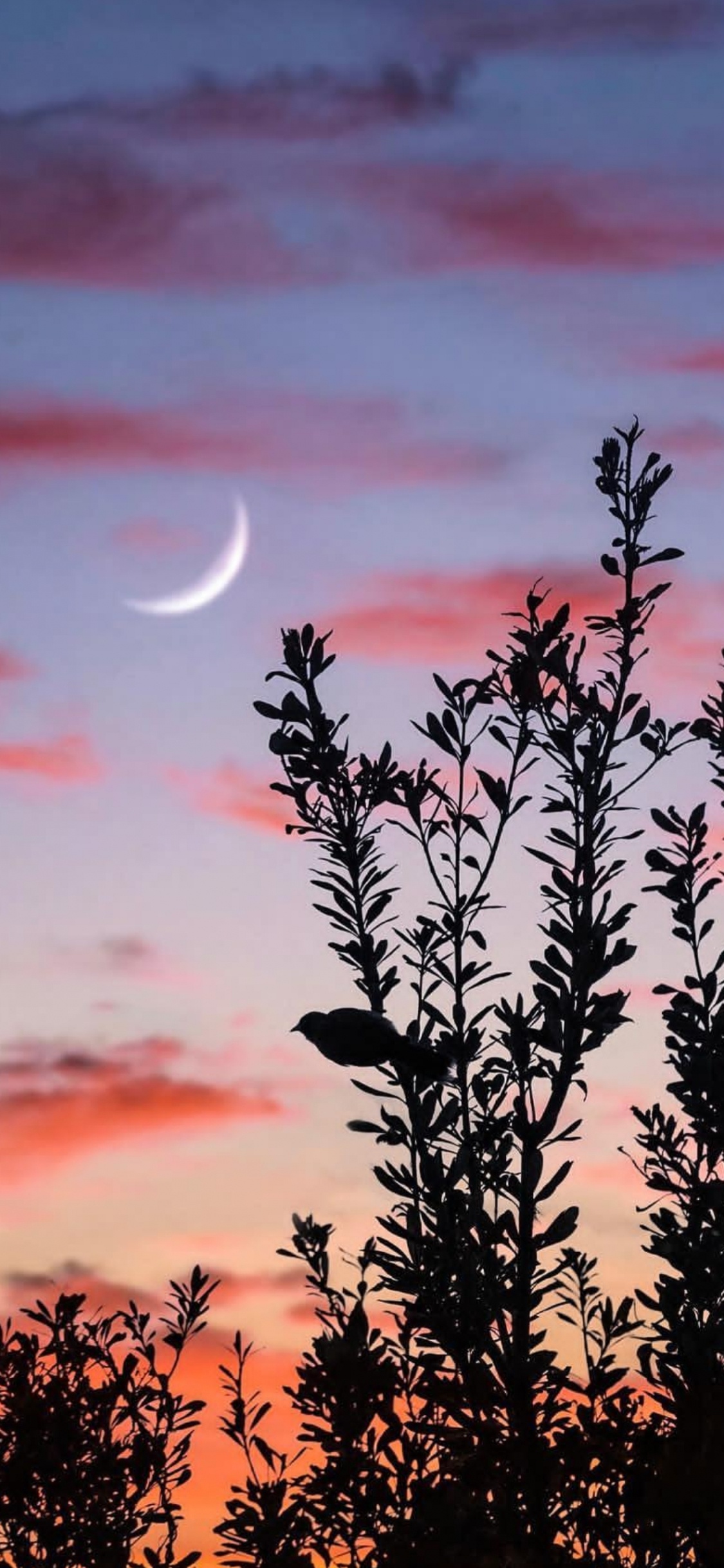 Обои луна, облако, атмосфера, экорегион, растение в разрешении 1125x2436