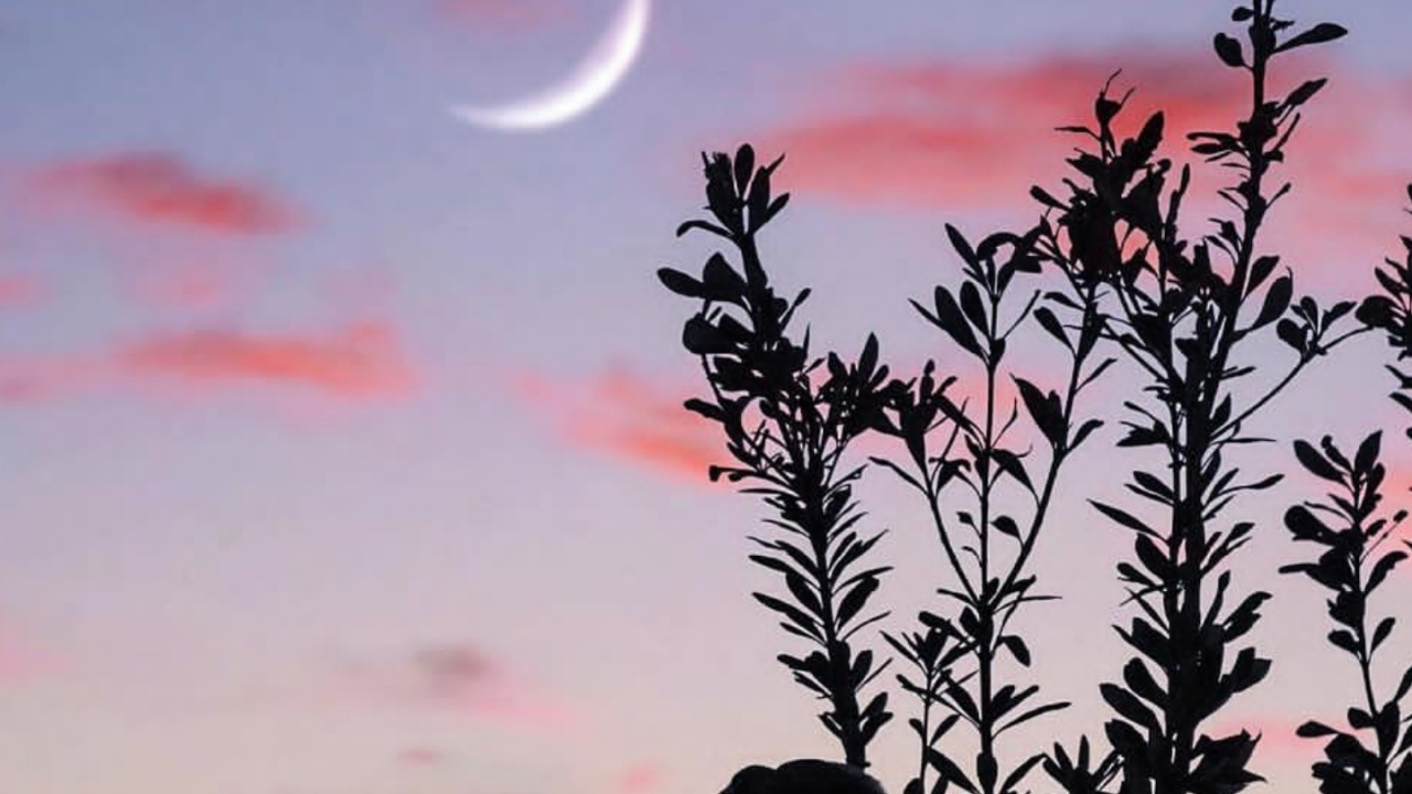 Обои луна, облако, атмосфера, экорегион, растение в разрешении 1280x720