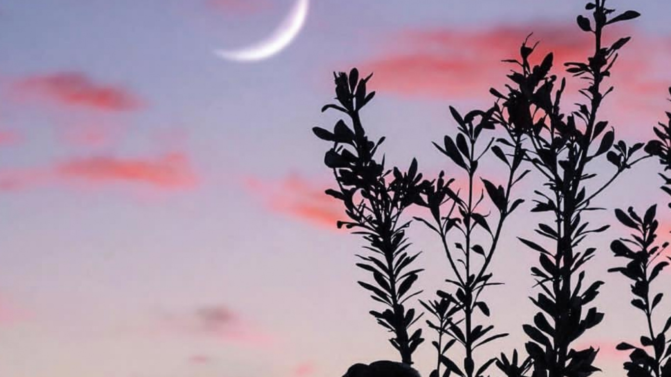 Обои луна, облако, атмосфера, экорегион, растение в разрешении 1366x768