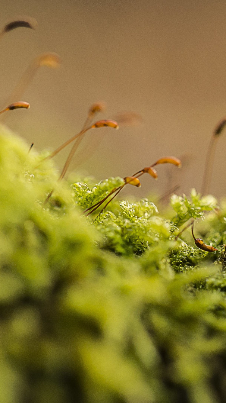 Обои растительность, мох, растение, трава, крупный план в разрешении 750x1334