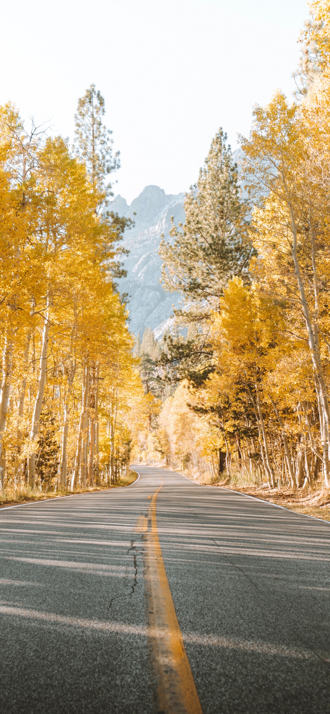 Обои дорога, дерево, природный ландшафт, природа, асфальт в разрешении 1125x2436