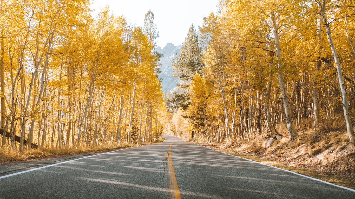 Обои дорога, дерево, природный ландшафт, природа, асфальт в разрешении 1366x768