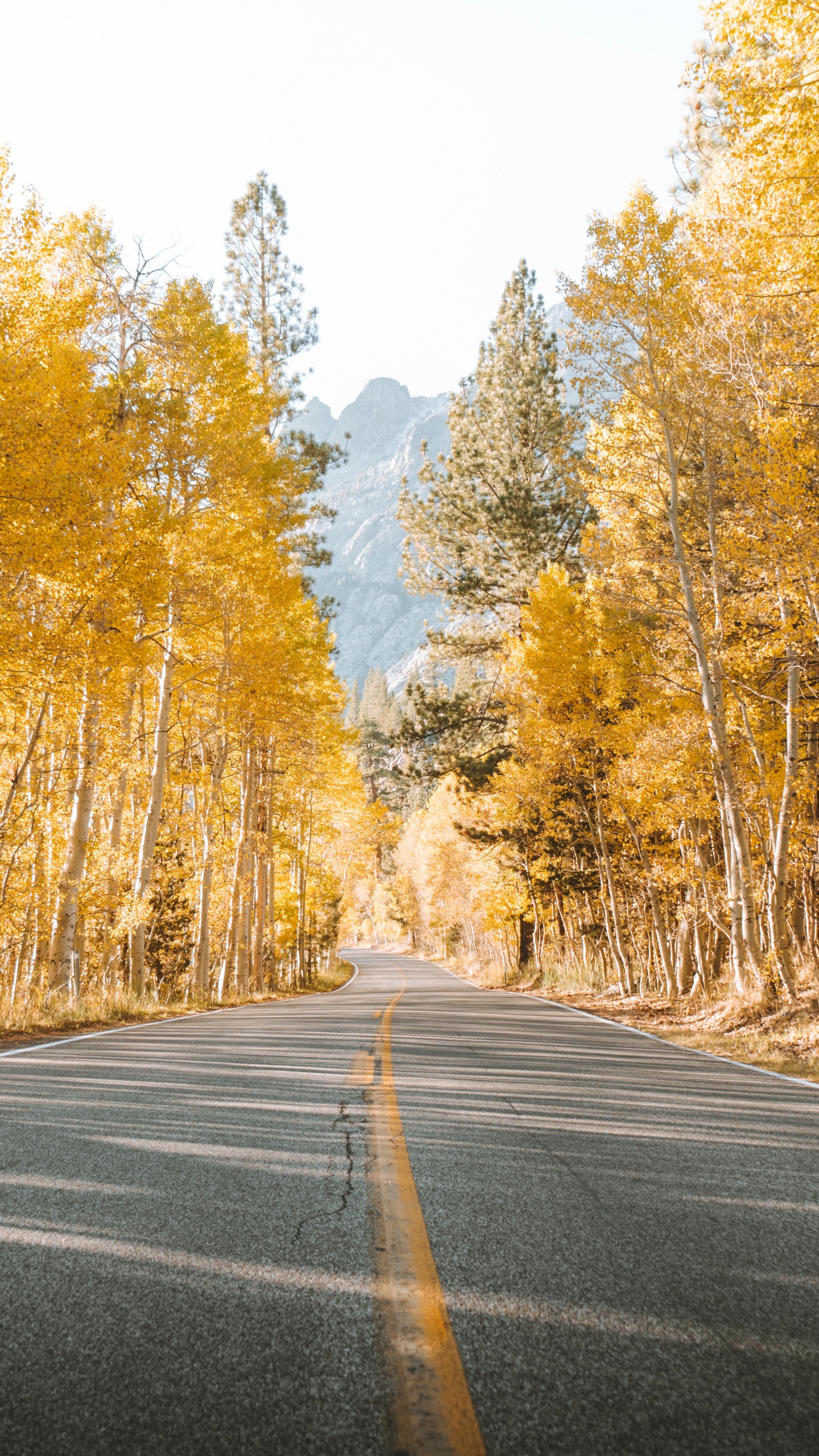 Обои дорога, дерево, природный ландшафт, природа, асфальт в разрешении 1440x2560
