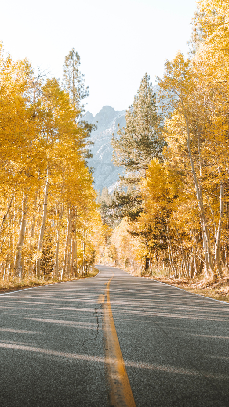 Обои дорога, дерево, природный ландшафт, природа, асфальт в разрешении 750x1334