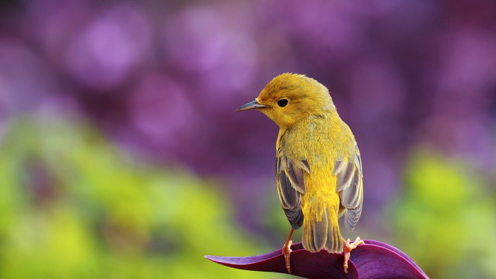 Обои птица, клюв, живая природа, зяблик, очень beautefull в разрешении 1920x1080