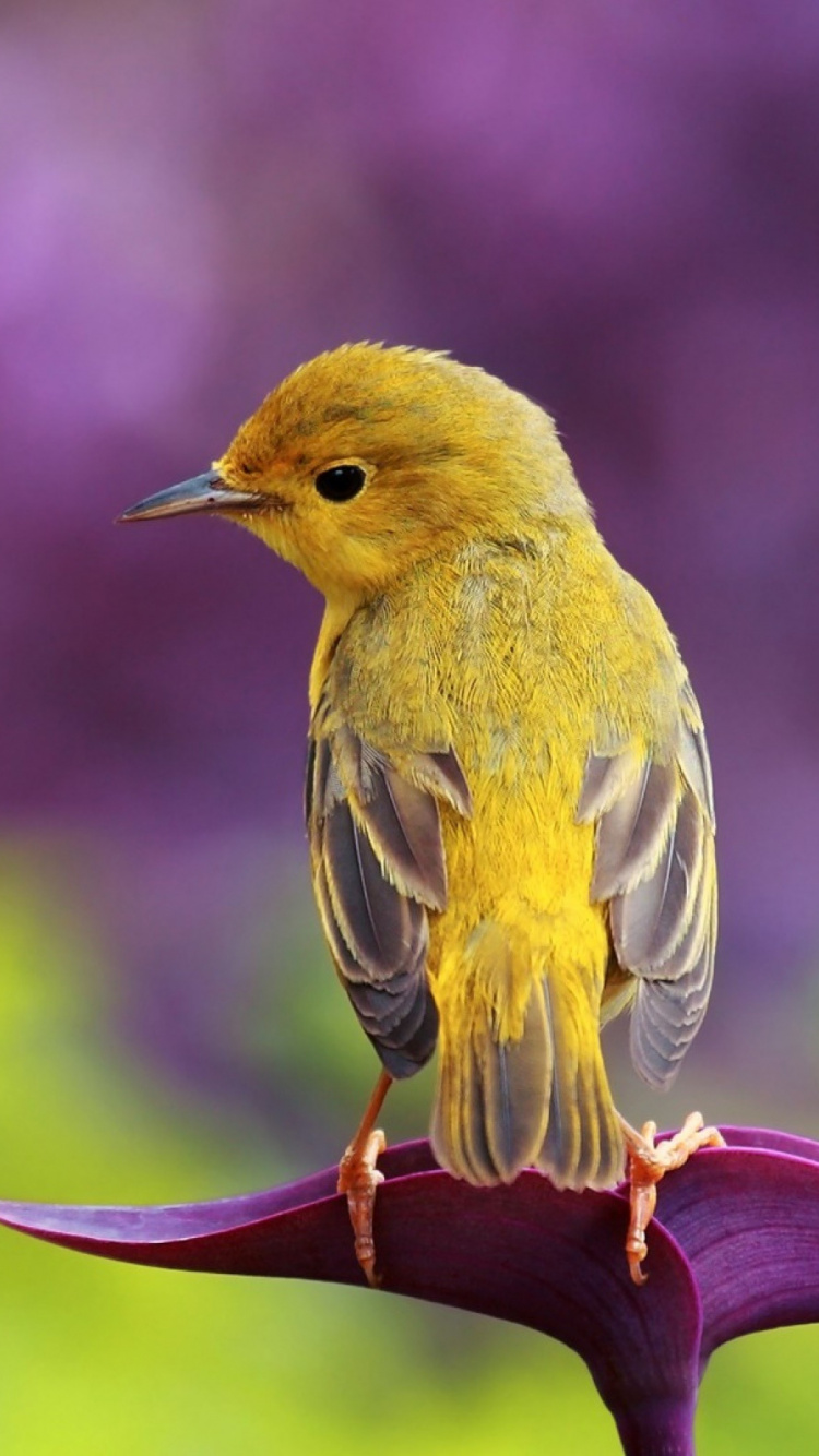 Обои птица, клюв, живая природа, зяблик, очень beautefull в разрешении 750x1334