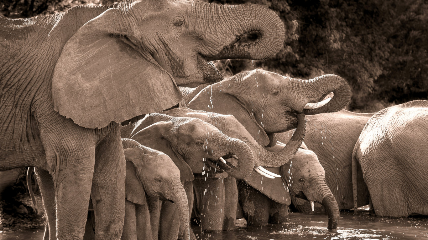 Обои Слон, слоны и мамонты, индийский слон, наземные животные, живая природа в разрешении 1366x768