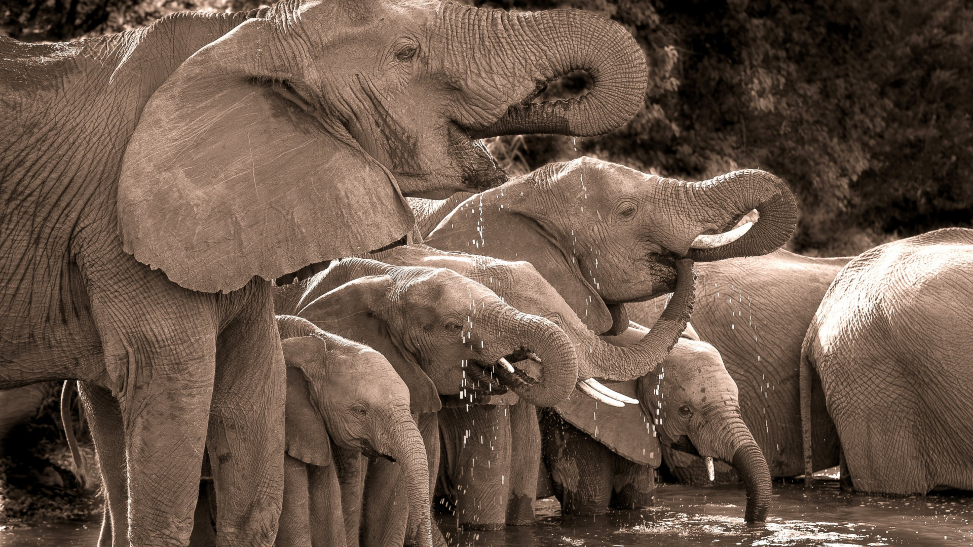 Обои Слон, слоны и мамонты, индийский слон, наземные животные, живая природа в разрешении 1920x1080