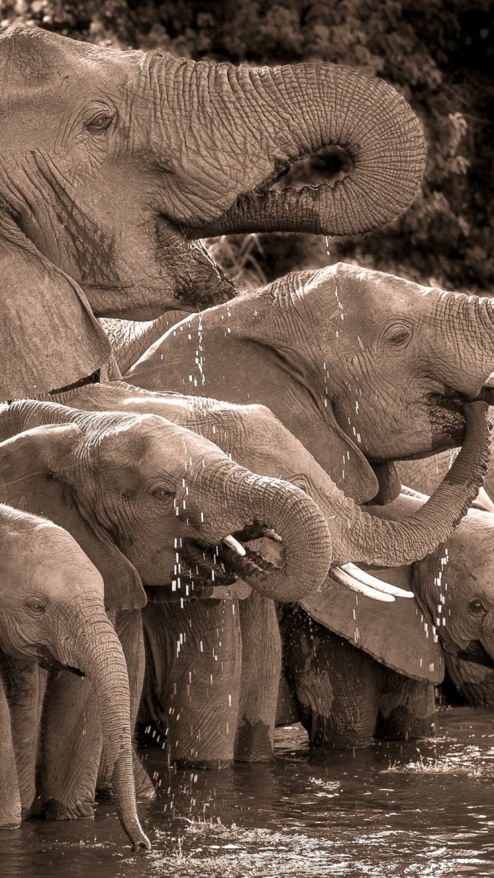 Обои Слон, слоны и мамонты, индийский слон, наземные животные, живая природа в разрешении 720x1280