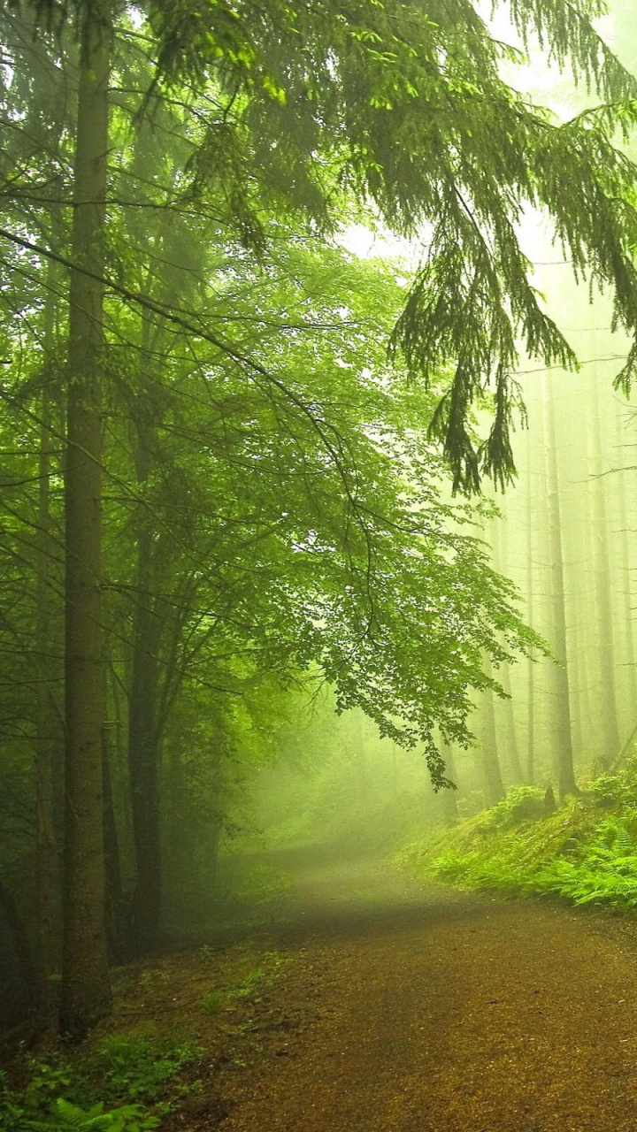 Обои лес, природа, зеленый, дерево, лесистая местность в разрешении 720x1280