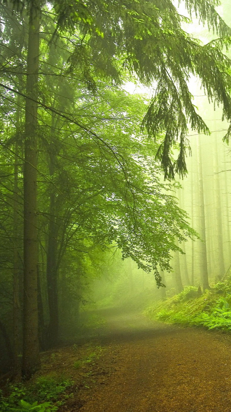 Обои лес, природа, зеленый, дерево, лесистая местность в разрешении 750x1334