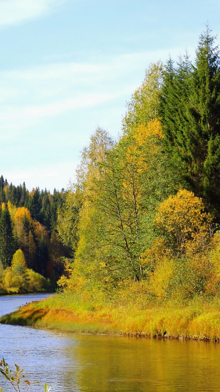 Обои природа, реки, дерево, дикая местность, природный заповедник в разрешении 720x1280