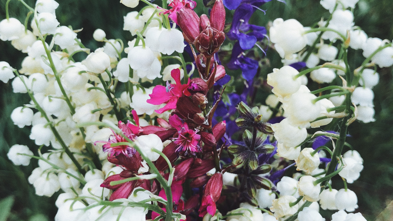 Обои сирень, цветочный дизайн, цветковое растение, цветок, срезанные цветы в разрешении 1366x768