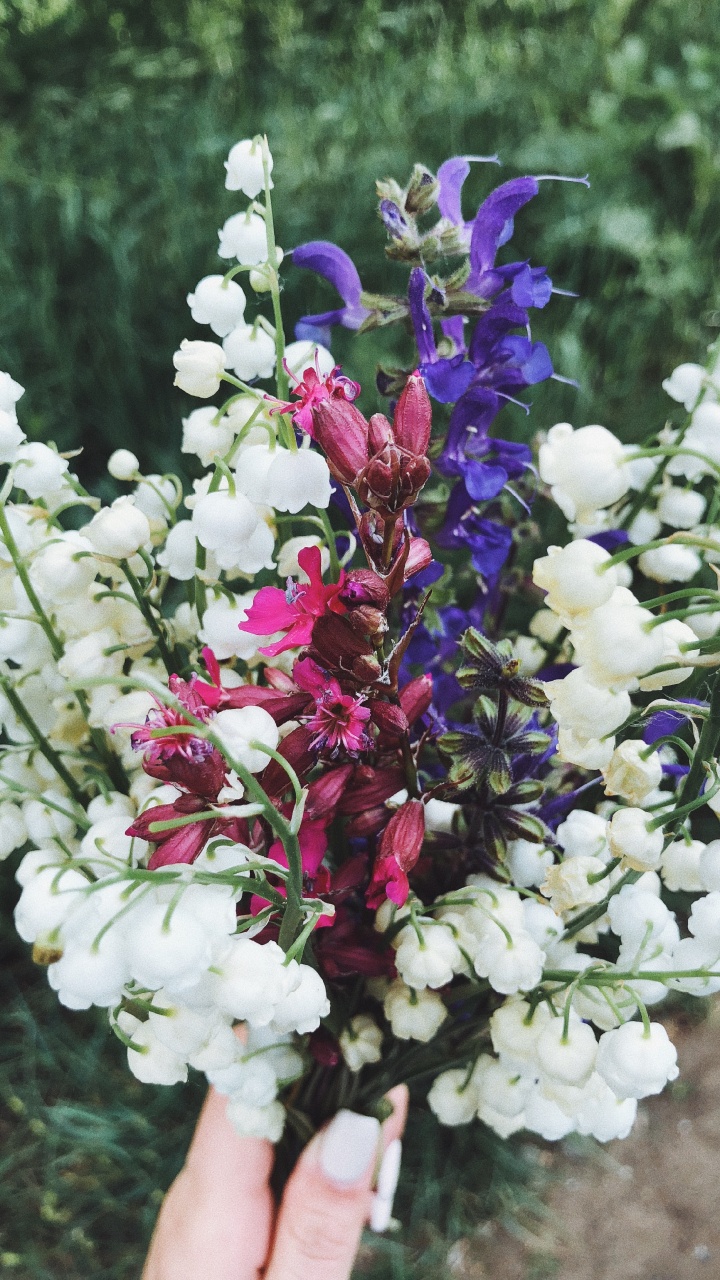 Обои сирень, цветочный дизайн, цветковое растение, цветок, срезанные цветы в разрешении 720x1280