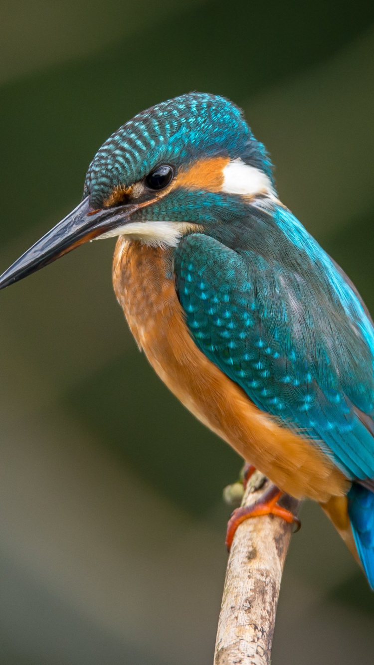 Обои Обыкновенный зимородок, клюв, птица, живая природа, ракшеобразных в разрешении 750x1334