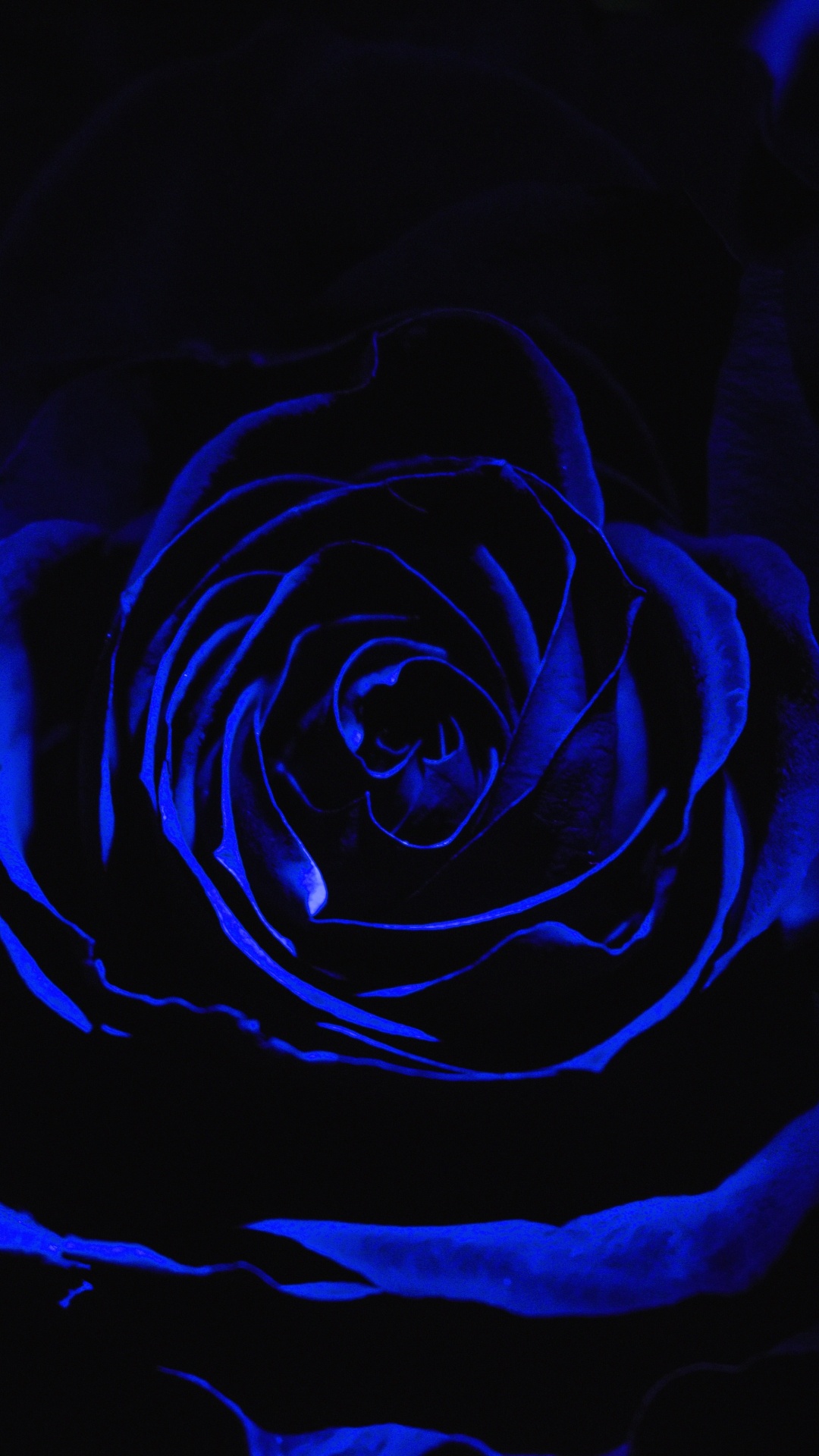 Обои Роза, синий, черный, цветок, семья Роуз в разрешении 1080x1920