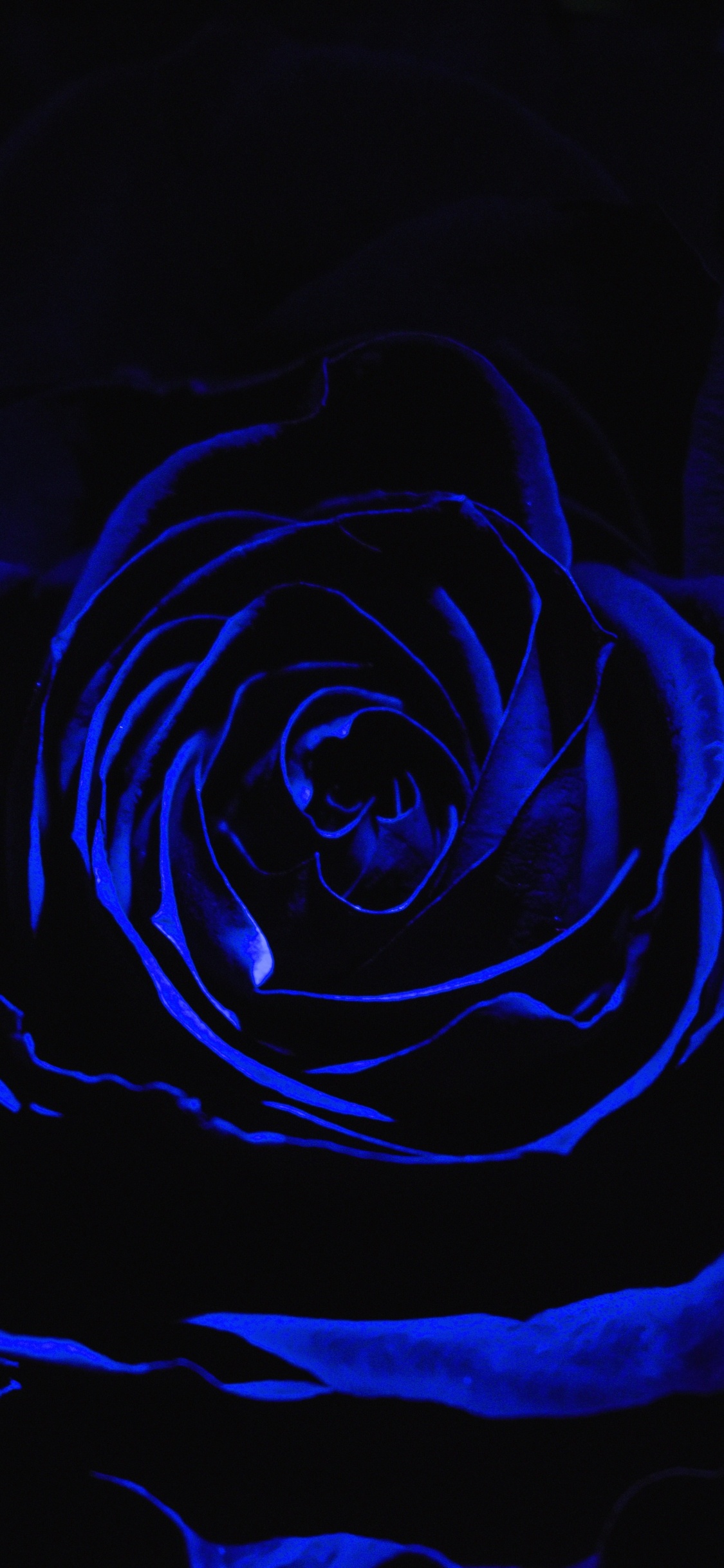 Обои Роза, синий, черный, цветок, семья Роуз в разрешении 1125x2436