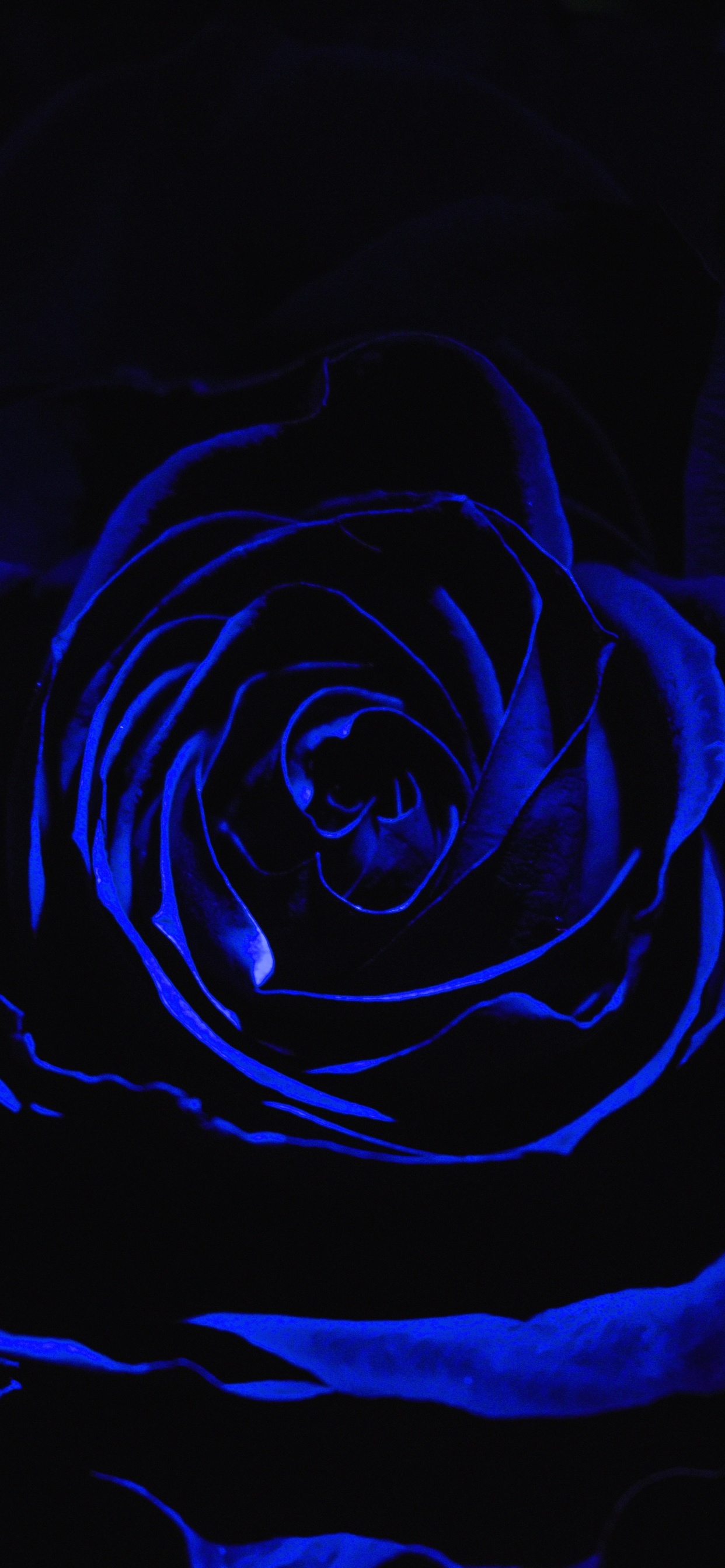 Обои Роза, синий, черный, цветок, семья Роуз в разрешении 1242x2688