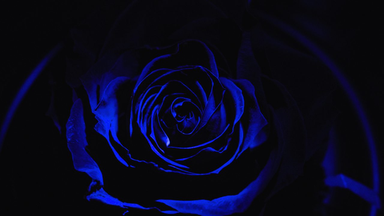 Обои Роза, синий, черный, цветок, семья Роуз в разрешении 1280x720