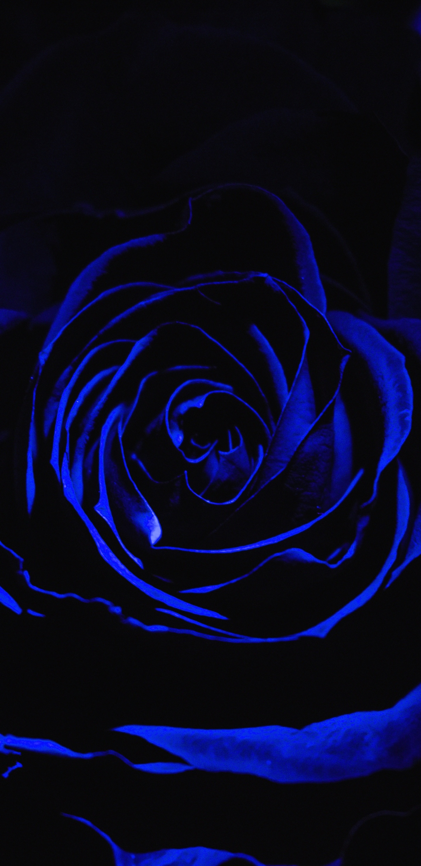 Обои Роза, синий, черный, цветок, семья Роуз в разрешении 1440x2960